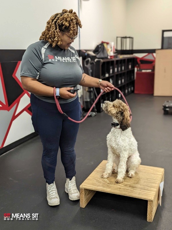 Sit Means Sit dog trainer training a dog