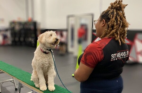 dog and trainer