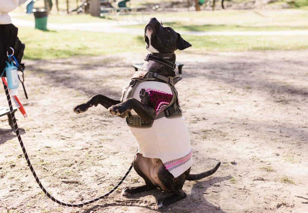 dog standing on hind legs
