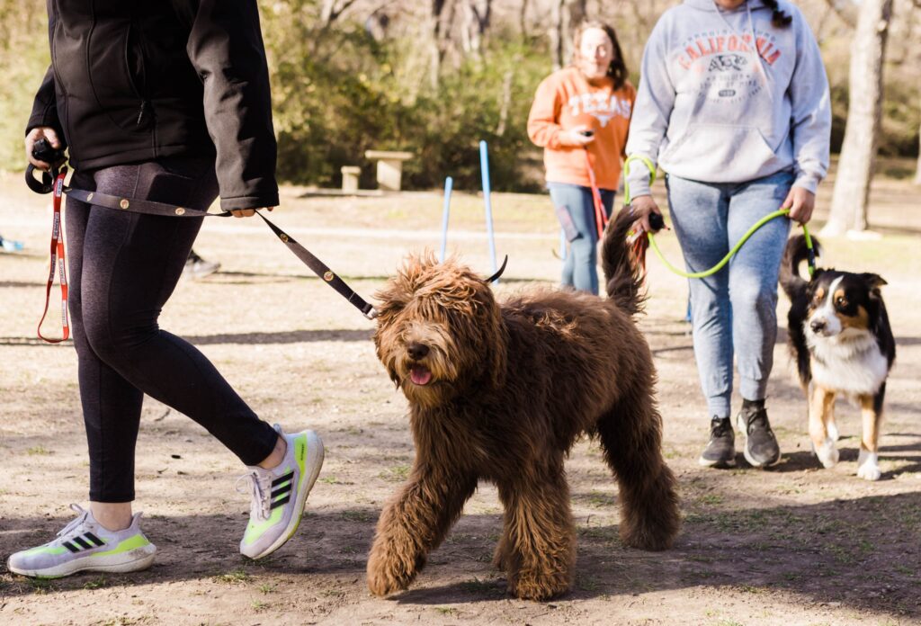 dogs walking in a line with their owners