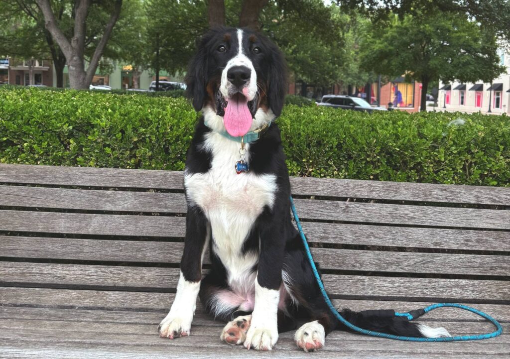 black and white dog sitting on bench