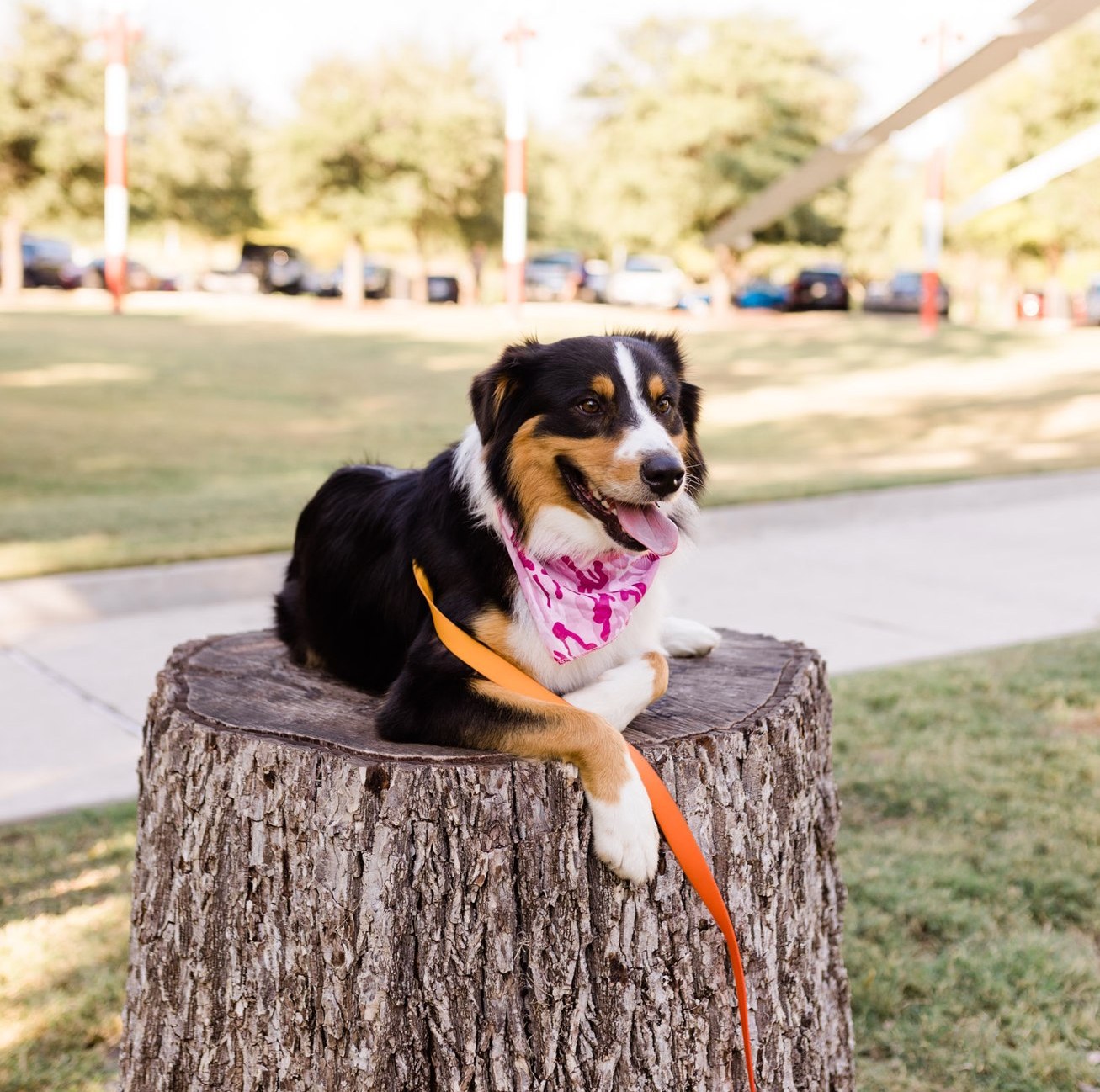 dog sitting on tree stump