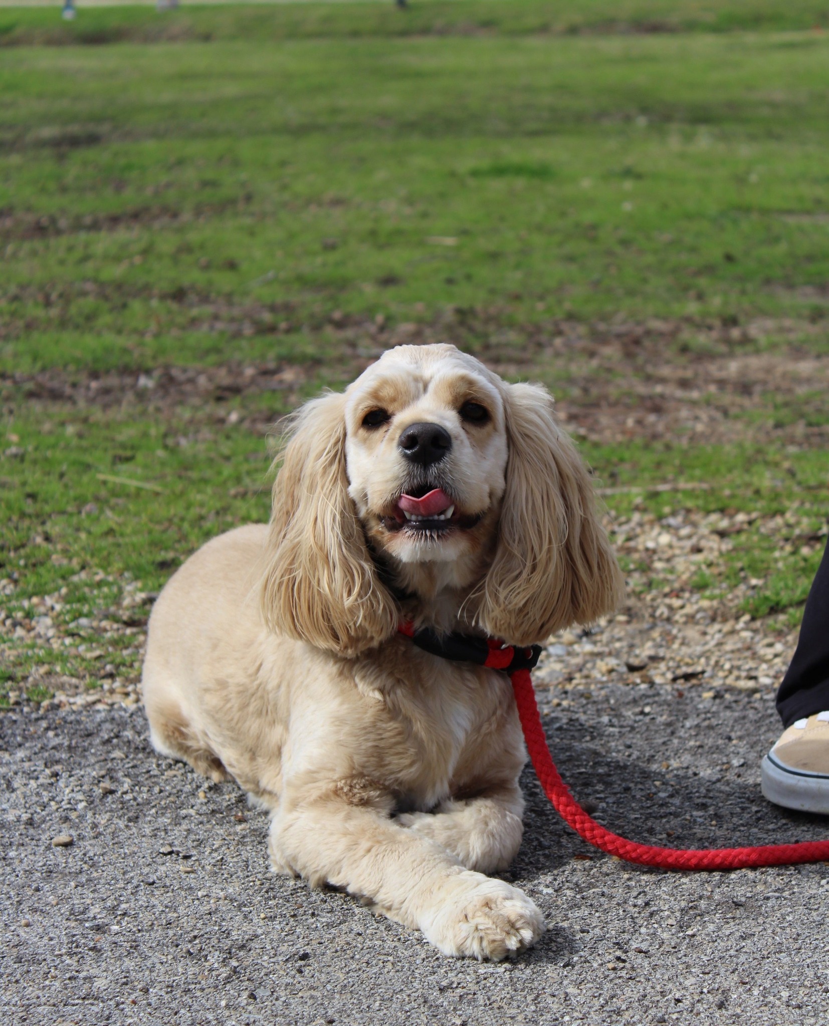 dog laying on ground