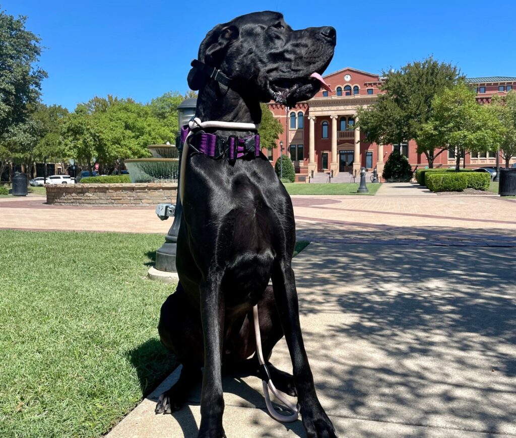 black dog sitting on sidewalk
