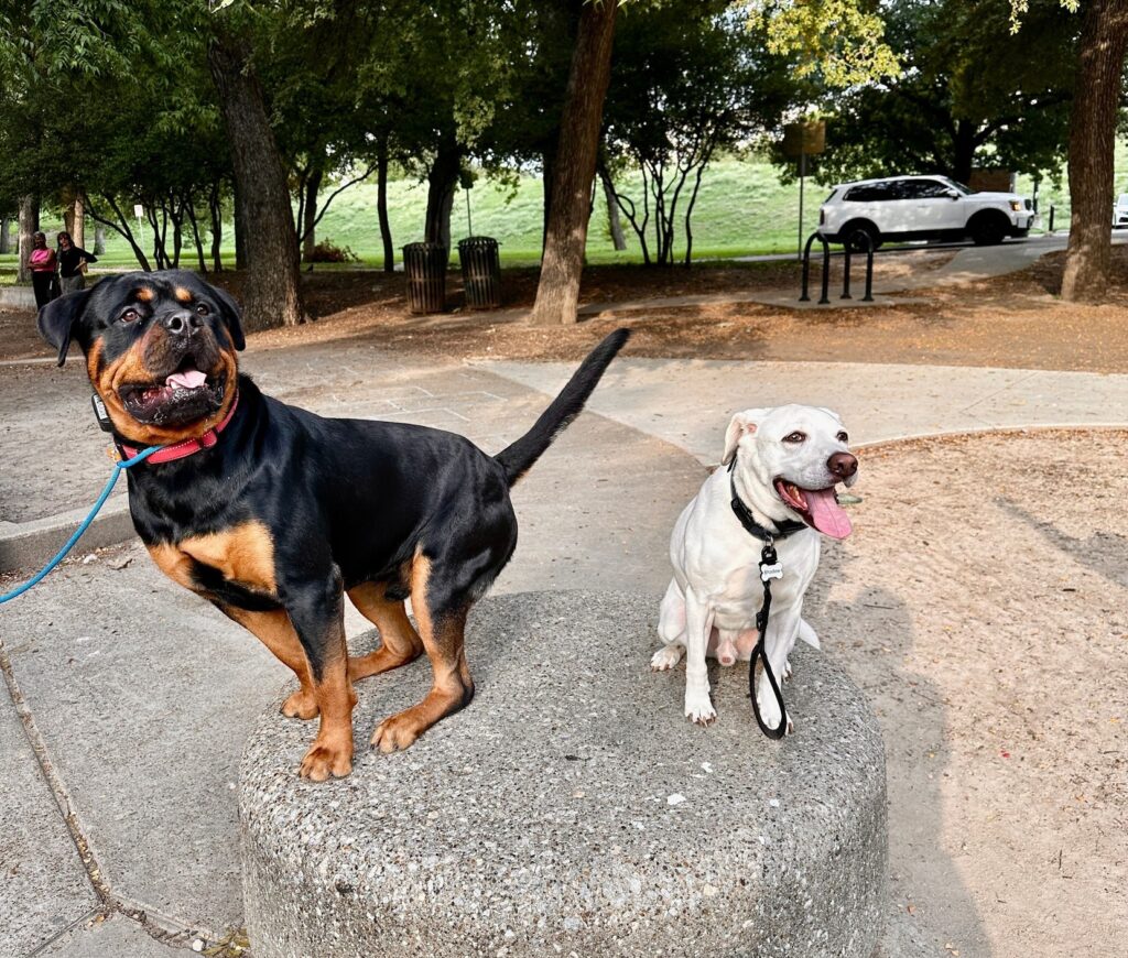 two dogs sitting on rock